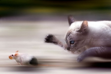 cat-mouse.jpg